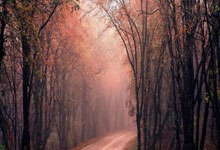 中国女篮球员杨舒予遭遇饭圈干扰：不要接送机，我觉得很恐怖澎湃新闻.